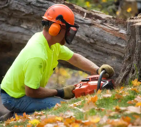 tree services Kirkwood